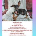 Rashmi Gautam Instagram – ADOPT DONT SHOP 
@panneeruteja @pridhvipanneeru