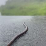 Roshni Prakash Instagram – A trip down memory rain.. 🦋 Chikmagalur