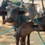 Rukshar Dhillon Instagram - Cause it’s #WorldPhotographyDay sharing a few pictures I love from my animal farm collection or I think I just love the animals more.😁♥️