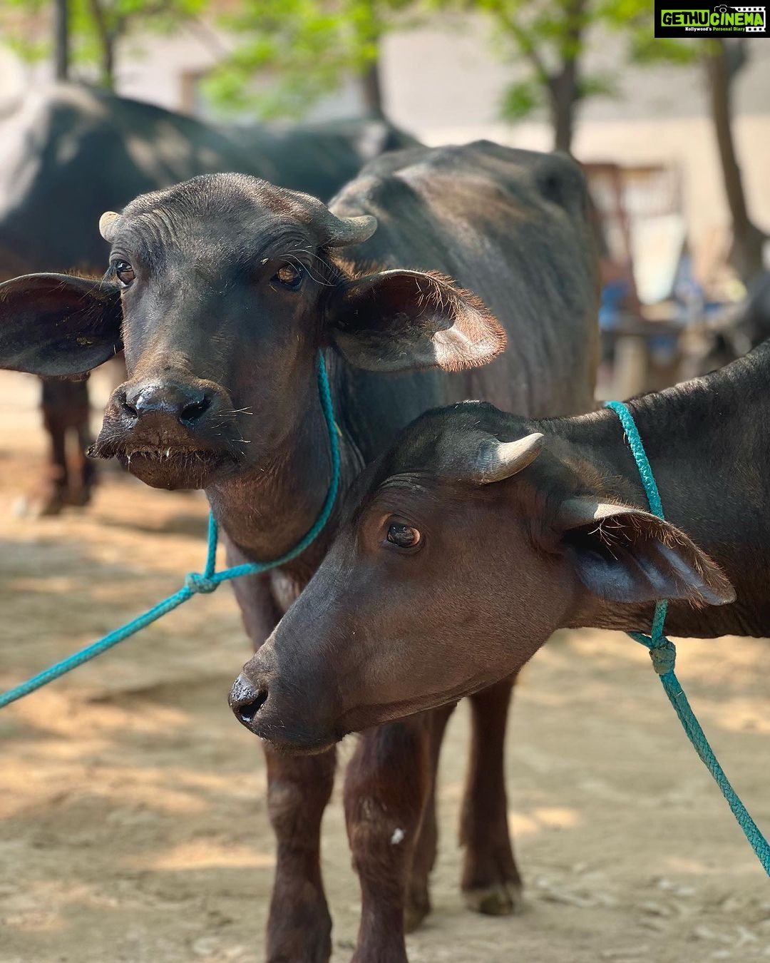 Rukshar Dhillon Instagram - Cause it’s #WorldPhotographyDay sharing a few pictures I love from my animal farm collection or I think I just love the animals more.😁♥️