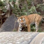 Sachin Tendulkar Instagram – Some of my best shots of one of my favourite animals 🐅. No better day than #InternationalTigerDay to share this with you all!

#tiger #wildlife #nature