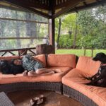 Sachin Tendulkar Instagram - International Dog Day is also Friendship Day for me. Here are two of my best friends – Max and Spike. 🐶 🐕 #InternationalDogDay #dogsofinstagram