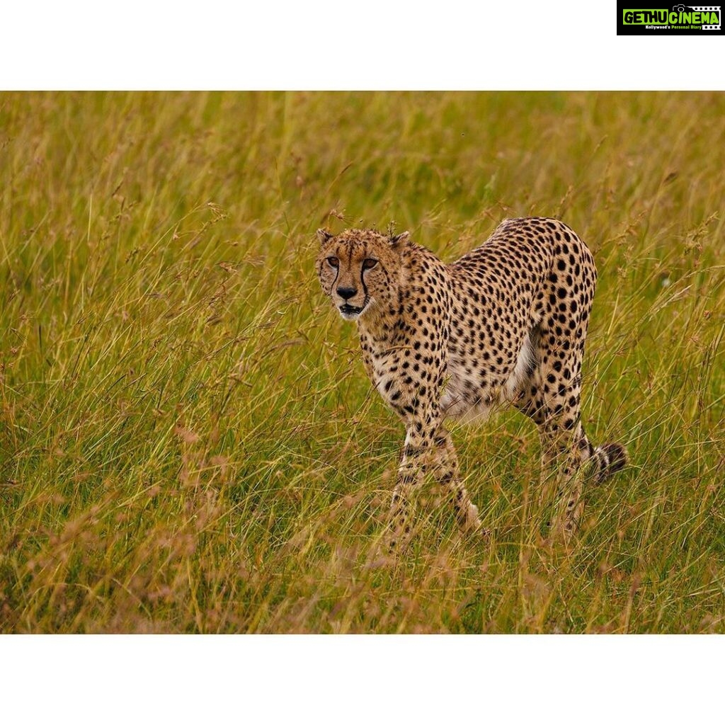 Sachin Tendulkar Instagram - Family fun, under the Masai Mara sun! ☀️  #MasaiMaraDiaries  #MasaiMara #Fun #Cheetah #Drive #Safari #WildLife #giraffe #ostrich #africa #kenya #intothewild