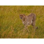 Sachin Tendulkar Instagram - Family fun, under the Masai Mara sun! ☀️  #MasaiMaraDiaries  #MasaiMara #Fun #Cheetah #Drive #Safari #WildLife #giraffe #ostrich #africa #kenya #intothewild