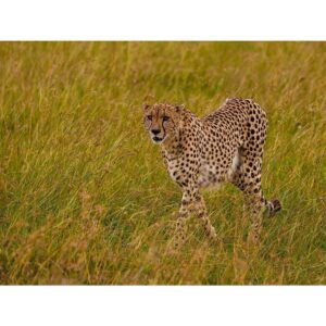 Sachin Tendulkar Instagram - Family fun, under the Masai Mara sun! ☀️ 
#MasaiMaraDiaries 

#MasaiMara #Fun #Cheetah #Drive #Safari #WildLife #giraffe #ostrich #africa #kenya #intothewild