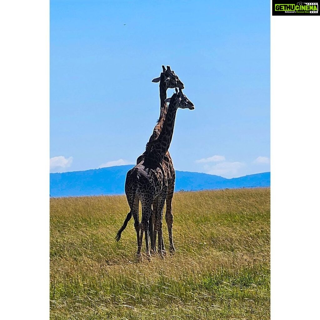 Sachin Tendulkar Instagram - Family fun, under the Masai Mara sun! ☀️  #MasaiMaraDiaries  #MasaiMara #Fun #Cheetah #Drive #Safari #WildLife #giraffe #ostrich #africa #kenya #intothewild