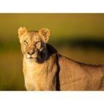 Sachin Tendulkar Instagram - Going wild. Literally! #MasaiMaraDiaries #MasaiMara #Fun #Lion #Drive #Safari #WildLife #throwback