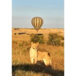 Sachin Tendulkar Instagram - Going wild. Literally! #MasaiMaraDiaries #MasaiMara #Fun #Lion #Drive #Safari #WildLife #throwback