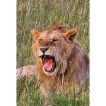 Sachin Tendulkar Instagram - Going wild. Literally! #MasaiMaraDiaries #MasaiMara #Fun #Lion #Drive #Safari #WildLife #throwback