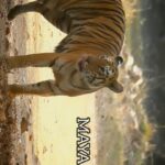 Sadha Instagram - MAYA v/s ROMA 7th May 2023, a day to be remembered forever! After 4 not so exciting safaris in Tadoba buffers, thanks to the unseasonal rains, this was my first drive to the core from Kolara gate. In a first few hours, we missed Maya a couple of times, as she wasn’t following her regular trail. Only gypsies that suddenly bumped into her got her glimpses while crossing roads near Magar tank. I kept saying what bad luck I have in this trip that Maya who has always made my trips to Tadoba memorable, is also not showing up this time. But Nikhil assured “In jungles it only takes a moment for the luck to flip” & that’s exactly what happened with this ONCE IN A LIFETIME SIGHTING! We were anticipating seeing only Roma here, as she was seen in a water body on Cheetal road & had climbed upwards thereafter towards Jamunbodi. I was excited since I had only a brief sighting of Roma in one of my previous trips. It was also exciting as she was being sighted after more than a month. But A LOT MORE was in store for us than just a regular sighting! MAYA, the undisputed Queen & my favourite Tigress, made sure it turns out to be my best experience in the jungles so far! Edited by @aakashtigergraphy Driver Raju Guide Pravin #tadoba #maya #tigressmaya #maharastratourism #tigers #tigeress #tigersfight #wildlife #wildlifephotography #savetigers #tigersofindia #tigersofmaharashtra Tadoba - Andhari Tiger Reserve