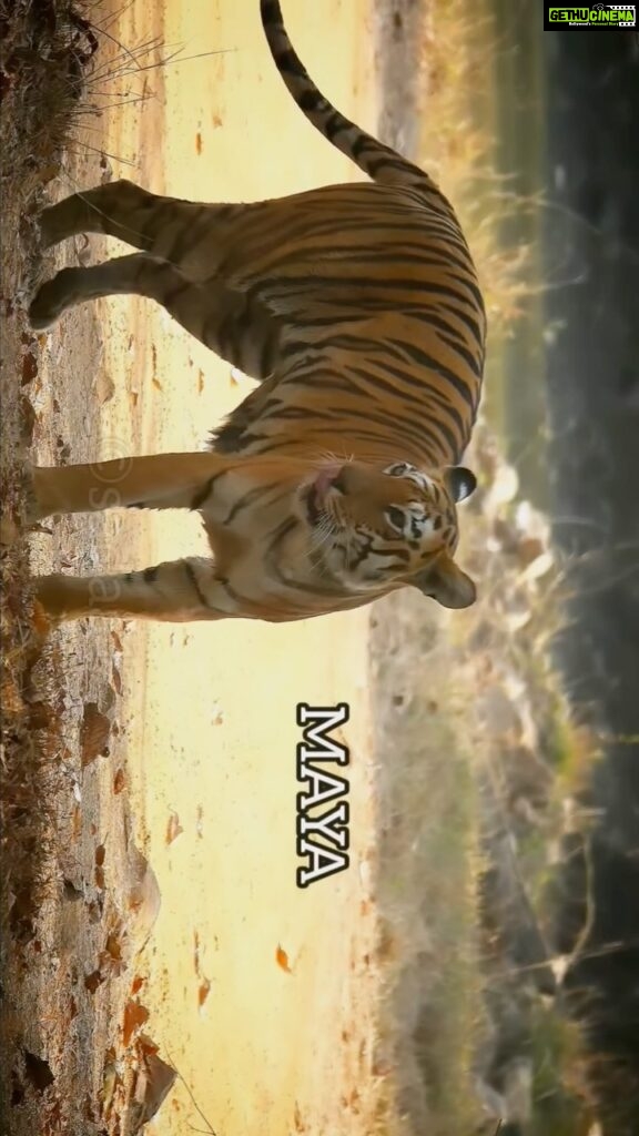 Sadha Instagram - MAYA v/s ROMA 7th May 2023, a day to be remembered forever! After 4 not so exciting safaris in Tadoba buffers, thanks to the unseasonal rains, this was my first drive to the core from Kolara gate. In a first few hours, we missed Maya a couple of times, as she wasn’t following her regular trail. Only gypsies that suddenly bumped into her got her glimpses while crossing roads near Magar tank. I kept saying what bad luck I have in this trip that Maya who has always made my trips to Tadoba memorable, is also not showing up this time. But Nikhil assured “In jungles it only takes a moment for the luck to flip” & that’s exactly what happened with this ONCE IN A LIFETIME SIGHTING! We were anticipating seeing only Roma here, as she was seen in a water body on Cheetal road & had climbed upwards thereafter towards Jamunbodi. I was excited since I had only a brief sighting of Roma in one of my previous trips. It was also exciting as she was being sighted after more than a month. But A LOT MORE was in store for us than just a regular sighting! MAYA, the undisputed Queen & my favourite Tigress, made sure it turns out to be my best experience in the jungles so far! Edited by @aakashtigergraphy Driver Raju Guide Pravin #tadoba #maya #tigressmaya #maharastratourism #tigers #tigeress #tigersfight #wildlife #wildlifephotography #savetigers #tigersofindia #tigersofmaharashtra Tadoba - Andhari Tiger Reserve
