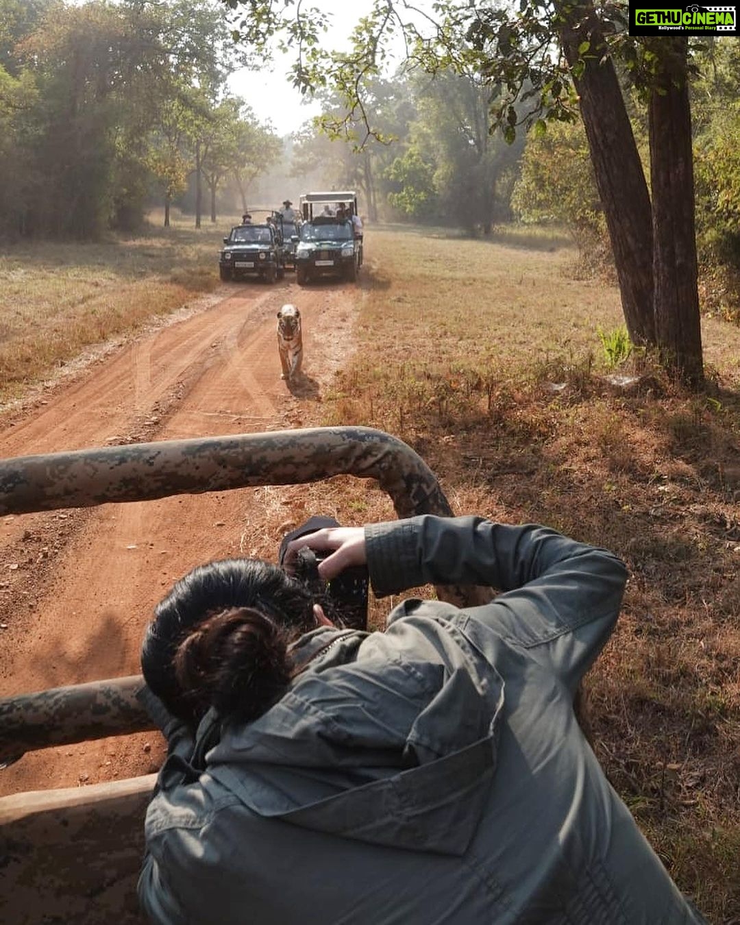Sadha Instagram - My most favourite picture of me in the jungle, while photographing my most beloved tigress Maya! 💚🧿 To have an image with HER in the same frame is PRECIOUS..🥹#worldphotographyday #moment Thank you @wildnikhil for being so thoughtful! 🙏 #wildlifephotography #sadaa Tadoba - Andhari Tiger Reserve