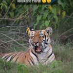 Sadha Instagram - This is anti-social me during weekends! 🫣 What are your #weekend plans? 😀 P.S. Isn’t it heartwarming to see Junabai, a mother raising her 2 cubs, so relaxed in the presence of humans? This happens only when they are in the wild & free, where they rule. Please visit Tiger Reserves of our country to experience their magnificence! Zoos & Tiger parks (where you get to touch or play with tigers or tiger cubs) are nothing but glorified prisons. #reels #sadaa #sadaasgreenlife #wildlifephotography #wildlife #tigers #tigersofindia #savetigers #tigerconservation #tigerreserve #tadoba #tadobanationalpark #tadobaandharitigerreserve #monsoon #ecotrailz Tadoba - Andhari Tiger Reserve