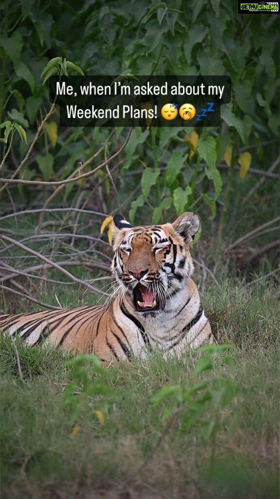 Sadha Instagram - This is anti-social me during weekends! 🫣 What are your #weekend plans? 😀 P.S. Isn’t it heartwarming to see Junabai, a mother raising her 2 cubs, so relaxed in the presence of humans? This happens only when they are in the wild & free, where they rule. Please visit Tiger Reserves of our country to experience their magnificence! Zoos & Tiger parks (where you get to touch or play with tigers or tiger cubs) are nothing but glorified prisons. #reels #sadaa #sadaasgreenlife #wildlifephotography #wildlife #tigers #tigersofindia #savetigers #tigerconservation #tigerreserve #tadoba #tadobanationalpark #tadobaandharitigerreserve #monsoon #ecotrailz Tadoba - Andhari Tiger Reserve