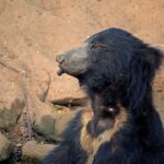 Sadha Instagram - Ever seen a Sloth Bear getting hiccups??! 😅 Sloth Bears being an elusive species, I have never seen one this up close and relaxed in the presence of humans & vehicles.. One of the rarest moments in my wildlife journey so far! 💚☺️ #endangeredspecies #slothbear #wildlifeconservation #sadaa #sadaasgreenlife #wildlifephotography #reels #wildlifereels #reelsvideo #reelsinstagram #tadoba #tadobanationalpark #tadobaandharitigerreserve #comedyreel Tadoba - Andhari Tiger Reserve