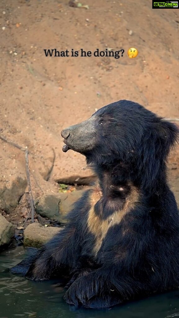 Sadha Instagram - Ever seen a Sloth Bear getting hiccups??! 😅 Sloth Bears being an elusive species, I have never seen one this up close and relaxed in the presence of humans & vehicles.. One of the rarest moments in my wildlife journey so far! 💚☺️ #endangeredspecies #slothbear #wildlifeconservation #sadaa #sadaasgreenlife #wildlifephotography #reels #wildlifereels #reelsvideo #reelsinstagram #tadoba #tadobanationalpark #tadobaandharitigerreserve #comedyreel Tadoba - Andhari Tiger Reserve