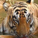Sadha Instagram - How it Started v/s How it Ended.. 🫠 As the focus during this safari was Veera & cubs, I was not keen to leave the spot for any other sighting elsewhere. But I’m glad the guide insisted we quickly go & check what Xylo is up to.. it was a very short yet a beautiful sighting of one of the most handsome hunks in the tiger world! 💚 #sadaa #sadaasgreenlife #wildlife #wildlifephotography #tigers #tigersofindia #tadobanationalpark #savetigers #nationalanimal Tadoba - Andhari Tiger Reserve