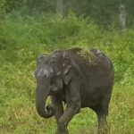 Sadha Instagram – There’s nothing more beautiful than seeing them wild & free! 💚 #saynotozoos 
#elephant #rains #monsoon #bandipur #sadaa #sadaasgreenlife #wildlifephotography Bandipur National Park