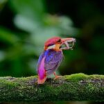 Sadha Instagram - It’s their season after all! 🌈 The Jewel of Konkan! Oriental Dwarf Kingfisher, the most beautiful & colourful bird I have ever seen, truly a ColourBomb! 😅 P.S. I know, many will now question me about why I don’t tell these birds to go Vegan.. 😅 So let me put it here with just basics. Veganism is ONLY for humans because it’s only us who go against the law of nature, breed animals/birds artificially, cage them in dingy dark places for their entire lives and ultimately kill them. We exploit every other species for our benefits. However in the wild nature, carnivores have to work extremely hard in order to make a kill. The PREY also has an equal opportunity to ESCAPE during a hunt. Like the bird in this video, who had to make multiple trips in order to bring food for its chicks. All this in order to SURVIVE. Now please compare that with what WE do.. 🙏 #odkf #birdsofkonkan #monsoons #sadaa #wildlifephotography Panvel
