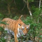 Sadha Instagram - One of my most favourite Tigers of India! The gorgeous Pedwali from the most beautiful #corbettnationalpark 💚 #savetigers #nationalanimal #tigers #tigersofindia #tigersofinstgram #wildlifephotography #sadaa #sadaasgreenlife #corbett #uttarakhand Dhikala - Jim Corbett National Park