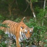 Sadha Instagram – One of my most favourite Tigers of India! The gorgeous Pedwali from the most beautiful #corbettnationalpark 💚

#savetigers #nationalanimal 
#tigers #tigersofindia #tigersofinstgram #wildlifephotography #sadaa #sadaasgreenlife #corbett #uttarakhand Dhikala – Jim Corbett National Park