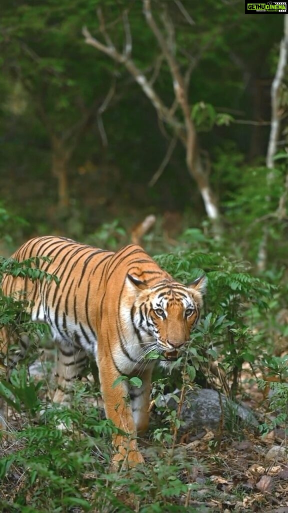 Sadha Instagram - One of my most favourite Tigers of India! The gorgeous Pedwali from the most beautiful #corbettnationalpark 💚 #savetigers #nationalanimal #tigers #tigersofindia #tigersofinstgram #wildlifephotography #sadaa #sadaasgreenlife #corbett #uttarakhand Dhikala - Jim Corbett National Park