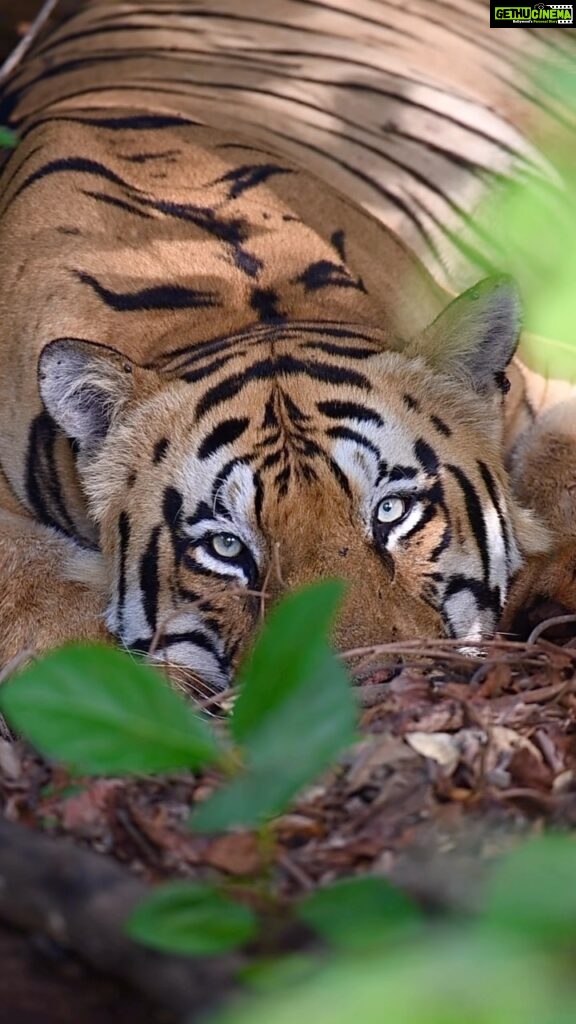 Sadha Instagram - Did you notice it??? 😅 Let me know in the comments.. 😅 On safari with @ecotrailz .. with just one vantage point during this sighting, making any images or videos was impossible without the support of most amazing #ecotrailz tribe.. Thank you @ranjaninarayanan @jijo.varghese2783 @lekha_veeraswamy 💚 #tadoba #tadobanationalpark #tadobaandharitigerreserve #tigersofindia #savetigers #tigercubs #safariwithecotrailz #ecotrailz #sadaa #sadaawildlifephotography #wildlifephotography #wildlife #wildlifeconservation #tigerconservation #natgeoindia #natgeo #natgeowild #natgeotravellerindia Tadoba - Andhari Tiger Reserve