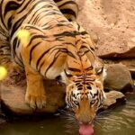 Sadha Instagram - The way she looked, it pulled at my heartstrings! Veera!!! 💚 #tadoba #tadobanationalpark #tadobaandharitigerreserve #tigersofindia #savetigers #tigercubs #veera #veeracubs #sadaa #sadaawildlifephotography #wildlifephotography #wildlife #wildlifeconservation #tigerconservation #natgeoindia #natgeo #natgeowild #natgeotravellerindia Tadoba - Andhari Tiger Reserve