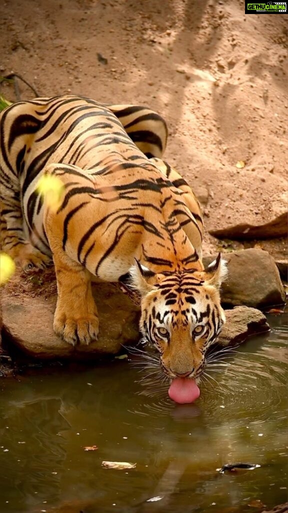 Sadha Instagram - The way she looked, it pulled at my heartstrings! Veera!!! 💚 #tadoba #tadobanationalpark #tadobaandharitigerreserve #tigersofindia #savetigers #tigercubs #veera #veeracubs #sadaa #sadaawildlifephotography #wildlifephotography #wildlife #wildlifeconservation #tigerconservation #natgeoindia #natgeo #natgeowild #natgeotravellerindia Tadoba - Andhari Tiger Reserve