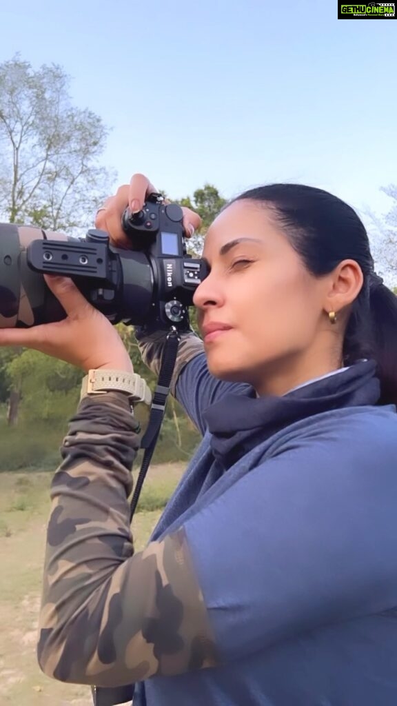Sadha Instagram - When you keep praying for him to look at you & He finally DOES! ☺️ Xylo, one of the biggest male tigers I have seen, came as a surprise when I was in Belara to see Veera’s cubs.. I’m glad I saw the father of the little ones too! 💚 #tadoba #tadobanationalpark #tadobaandharitigerreserve #tigersofindia #savetigers #tigercubs #veera #veeracubs #sadaa #sadaawildlifephotography #wildlifephotography #wildlife #wildlifeconservation #tigerconservation #natgeoindia #natgeo #natgeowild #natgeotravellerindia Tadoba-Andhari Tiger Reserve