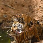 Sadha Instagram - Veera & Cubs || 20th June ‘23 || Belara Buffer, Tadoba This did not come easy but the way it turned out, I feel truly Blessed & Beyond! 🧿🙏 Veera & cubs were sighted regularly, probably every day since the last 3 weeks & every wildlife enthusiast made a trip to catch a glimpse of these fur balls, Veera’s first litter. Inspite of desperately wanting to see them, due to work & already scheduled tours, I wasn’t able to make space for a visit there. With each passing day, I knew the chances of getting them at the same spot will get slimmer. Since she had no threat, Veera continued keeping them there for so long. But It was only a matter of time that rains would compel her to shift the cubs. On my first visit, the evening of 19th June, for the first time in all those days, neither Veera nor the cubs were seen. From what I learnt, Veera was starving for over 8 days & was probably out on a hunt. Unlike everyday, she didn’t return to the cubs that evening. And since there was a sloth bear resting next to the den, the cubs weren’t making any movement either, as they would, even in the absence of their mother. I had already planned my return the next day. Something in me said I should take a last chance the next morning before leaving Tadoba. Thank you so much @wildnikhil for getting the permit done on my last minute request! 🙏 Queued up at the gate at 4:30 am, I kept praying that I get to see them.. After a wait of almost 3 & half hours, my prayers were answered when Veera came with her tummy full to see the cubs. Every moment I had imagined and dreamt of, came live in front of my eyes! Like a strange feeling of déjà vu.. I can never possibly explain in words what I felt while capturing these moments.. 🥹 Just forever grateful to Veera & the forests of Taaru, for blessing me with such a pure & memorable experience! 🙏💚 #tadoba #tadobanationalpark #tadobaandharitigerreserve #tigersofindia #savetigers #tigercubs #veera #veeracubs #sadaa #sadaawildlifephotography #wildlifephotography #wildlife #wildlifeconservation #tigerconservation #natgeoindia #natgeo #natgeowild #natgeotravellerindia Tadoba - Andhari Tiger Reserve