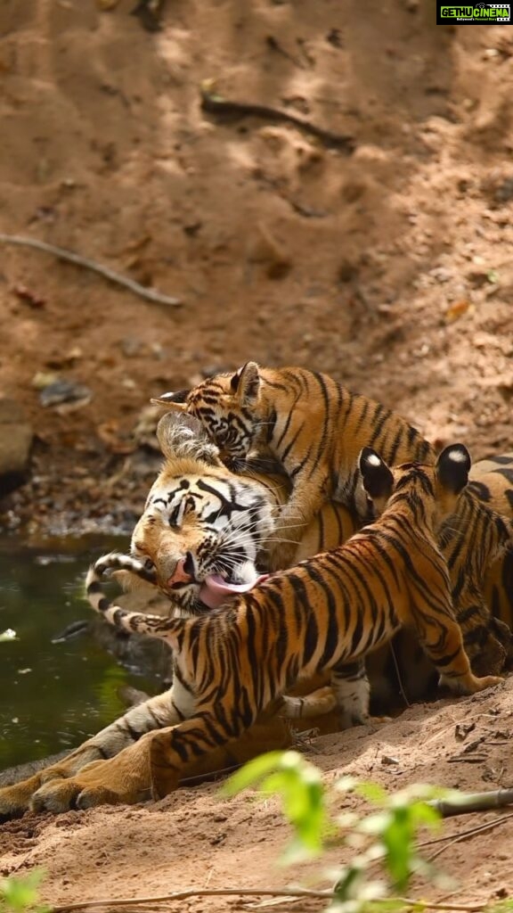Sadha Instagram - Veera & Cubs || 20th June ‘23 || Belara Buffer, Tadoba This did not come easy but the way it turned out, I feel truly Blessed & Beyond! 🧿🙏 Veera & cubs were sighted regularly, probably every day since the last 3 weeks & every wildlife enthusiast made a trip to catch a glimpse of these fur balls, Veera’s first litter. Inspite of desperately wanting to see them, due to work & already scheduled tours, I wasn’t able to make space for a visit there. With each passing day, I knew the chances of getting them at the same spot will get slimmer. Since she had no threat, Veera continued keeping them there for so long. But It was only a matter of time that rains would compel her to shift the cubs. On my first visit, the evening of 19th June, for the first time in all those days, neither Veera nor the cubs were seen. From what I learnt, Veera was starving for over 8 days & was probably out on a hunt. Unlike everyday, she didn’t return to the cubs that evening. And since there was a sloth bear resting next to the den, the cubs weren’t making any movement either, as they would, even in the absence of their mother. I had already planned my return the next day. Something in me said I should take a last chance the next morning before leaving Tadoba. Thank you so much @wildnikhil for getting the permit done on my last minute request! 🙏 Queued up at the gate at 4:30 am, I kept praying that I get to see them.. After a wait of almost 3 & half hours, my prayers were answered when Veera came with her tummy full to see the cubs. Every moment I had imagined and dreamt of, came live in front of my eyes! Like a strange feeling of déjà vu.. I can never possibly explain in words what I felt while capturing these moments.. 🥹 Just forever grateful to Veera & the forests of Taaru, for blessing me with such a pure & memorable experience! 🙏💚 #tadoba #tadobanationalpark #tadobaandharitigerreserve #tigersofindia #savetigers #tigercubs #veera #veeracubs #sadaa #sadaawildlifephotography #wildlifephotography #wildlife #wildlifeconservation #tigerconservation #natgeoindia #natgeo #natgeowild #natgeotravellerindia Tadoba - Andhari Tiger Reserve
