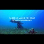 Sadha Instagram - The proposed plan by #HMDA to establish an Aviary and #TunnelAquarium in #Hyderabad has raised concerns regarding its potential negative consequences for the environment, animals, and humans. This video specifically highlights the practices involved in sourcing saltwater fish from the oceans for public aquariums. It exposes the use of destructive methods such as #CyanideFishing, which not only results in the loss of 80 to 90 percent of the captured fish but also has detrimental effects on coral reefs and the countless lives they support. I urge you to educate yourselves and share this information with your friends and family. It is crucial for us to understand the impact of our actions on the planet and take action by rejecting facilities that perpetuate harm. Please use the hashtags #NoMoreCaptivityForEntertainment and #HyderabadRejectsAquaMarinePark, and make sure to tag the officials involved to amplify our voices @KTRTRS , @TALASANISRINIVASYADAV , @URBANPARKS_OFFICIAL_HYDCIRCLE , #ARVINDKUMAR . Thank you in advance for your attention and support. #KothwalgudaEcoHillPark