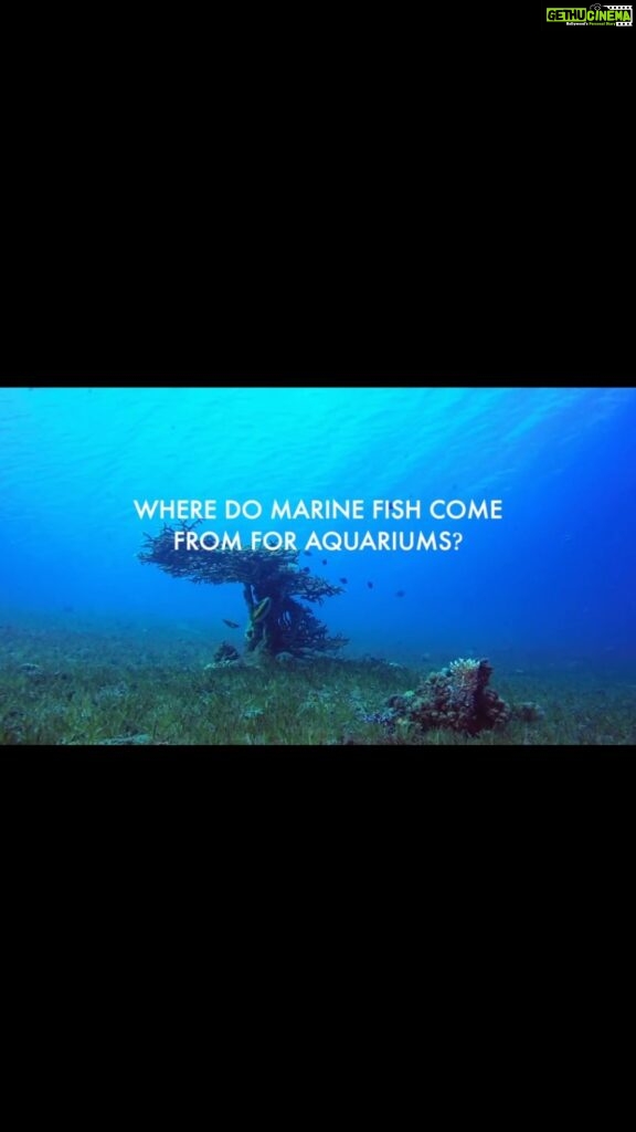 Sadha Instagram - The proposed plan by #HMDA to establish an Aviary and #TunnelAquarium in #Hyderabad has raised concerns regarding its potential negative consequences for the environment, animals, and humans. This video specifically highlights the practices involved in sourcing saltwater fish from the oceans for public aquariums. It exposes the use of destructive methods such as #CyanideFishing, which not only results in the loss of 80 to 90 percent of the captured fish but also has detrimental effects on coral reefs and the countless lives they support. I urge you to educate yourselves and share this information with your friends and family. It is crucial for us to understand the impact of our actions on the planet and take action by rejecting facilities that perpetuate harm. Please use the hashtags #NoMoreCaptivityForEntertainment and #HyderabadRejectsAquaMarinePark, and make sure to tag the officials involved to amplify our voices @KTRTRS , @TALASANISRINIVASYADAV , @URBANPARKS_OFFICIAL_HYDCIRCLE , #ARVINDKUMAR . Thank you in advance for your attention and support. #KothwalgudaEcoHillPark