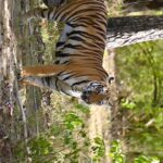 Sadha Instagram - Finally saw the majestic Queen of Madnapur, Tadoba, Junabai (Junababes as the #ecotrailztribe fondly calls her) .. First Safari & First Sighting of the trip, (that too of one of my wishlist tigers) happened in less than 10 mins of entering the park during our evening drive & it was only possible because ours was the first gypsy to enter. I’m so so impressed with the dedication, discipline & punctuality maintained by the @ecotrailz tribe in their expeditions. In all our 6 drives, we were at the gate at least 45 minutes prior, just to queue up, irrespective of how early we had to wake up in the mornings or how harsh the sun was in the afternoons. I strongly feel when you respect the jungles, value the subject for its rarity, then you are blessed with what you wish for. Getting multiple sightings in a every safari, one better than the other only happens when ‘Van Devi’ blesses you in return for all the efforts you put in! 💚 Immense respect to each member of the group for being responsible & respectful of others time.. It just takes the overall experience a notch higher! Looking forward to many more such fun filled & successful expeditions with you all! 🙏 Thank you @ratishnairphotography for this wholesome experience! Whattta trip bro! 😀💚 #tadoba #tadobatigerreserve #tigers #tigress #tigersofindia #savetigers #tigerconservation #wildlife #wildlifephotography #sadaa #sadaasgreenlife #reels #reelsinstagram #reelsvideo #reelsindia #reelitfeelit Tadoba - Andhari Tiger Reserve