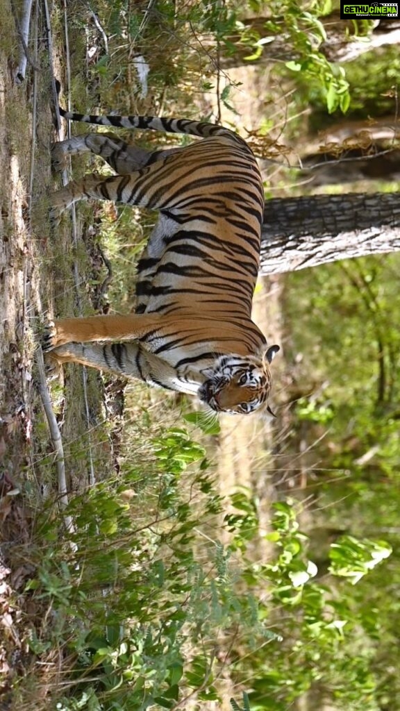 Sadha Instagram - Finally saw the majestic Queen of Madnapur, Tadoba, Junabai (Junababes as the #ecotrailztribe fondly calls her) .. First Safari & First Sighting of the trip, (that too of one of my wishlist tigers) happened in less than 10 mins of entering the park during our evening drive & it was only possible because ours was the first gypsy to enter. I’m so so impressed with the dedication, discipline & punctuality maintained by the @ecotrailz tribe in their expeditions. In all our 6 drives, we were at the gate at least 45 minutes prior, just to queue up, irrespective of how early we had to wake up in the mornings or how harsh the sun was in the afternoons. I strongly feel when you respect the jungles, value the subject for its rarity, then you are blessed with what you wish for. Getting multiple sightings in a every safari, one better than the other only happens when ‘Van Devi’ blesses you in return for all the efforts you put in! 💚 Immense respect to each member of the group for being responsible & respectful of others time.. It just takes the overall experience a notch higher! Looking forward to many more such fun filled & successful expeditions with you all! 🙏 Thank you @ratishnairphotography for this wholesome experience! Whattta trip bro! 😀💚 #tadoba #tadobatigerreserve #tigers #tigress #tigersofindia #savetigers #tigerconservation #wildlife #wildlifephotography #sadaa #sadaasgreenlife #reels #reelsinstagram #reelsvideo #reelsindia #reelitfeelit Tadoba - Andhari Tiger Reserve