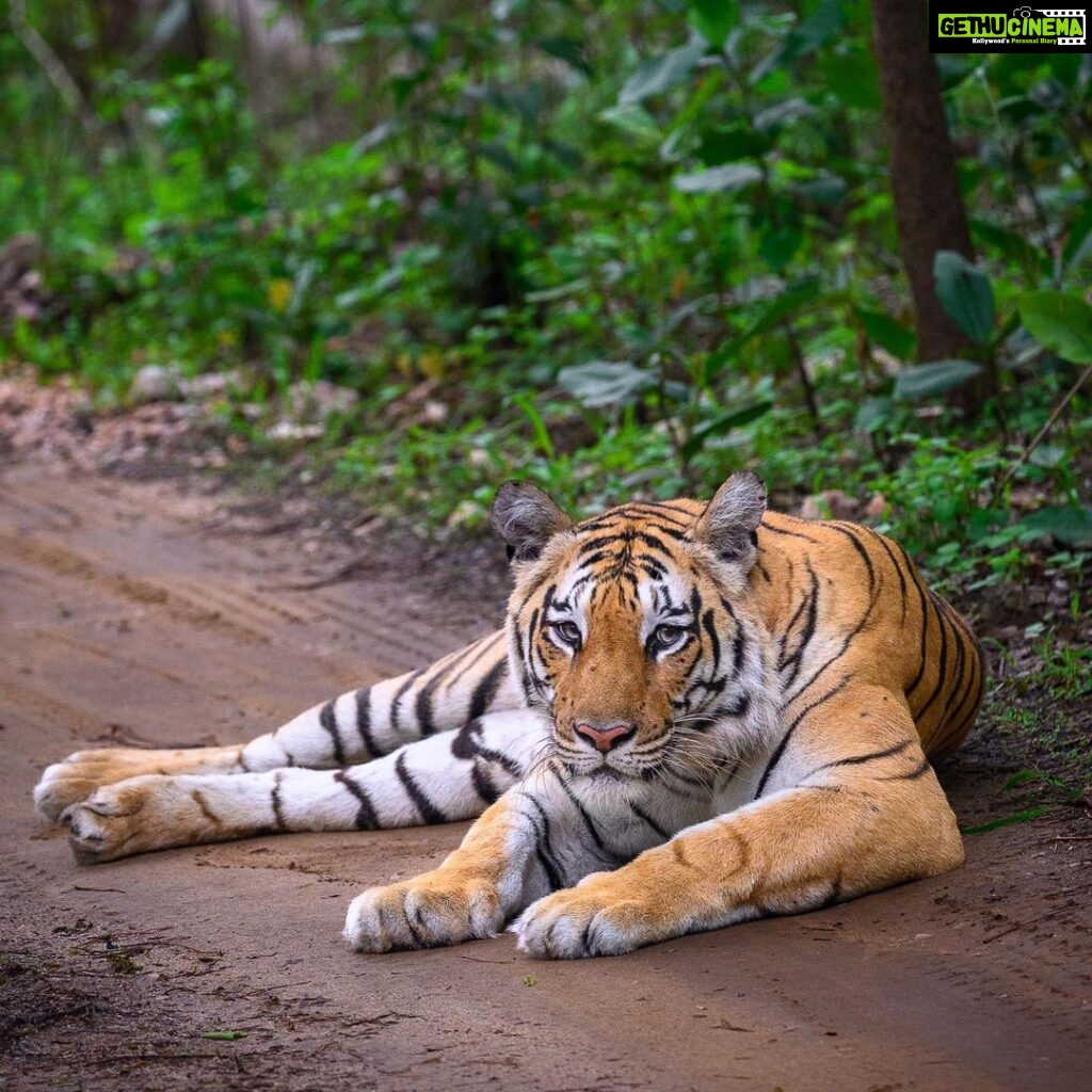 Sadha Instagram - The way she looked! 🥹 The Queen of Khursapar, Baras! 💚 Thank you for processing this one @ratishnairphotography 🙏 #sadaa #wildlife #wildlifephotography #tigers #savetigers #tigersofindia #tigersofmaharashtra #penchtigerreserve #penchnationalpark #sadaasgreenlife #sadaawildlife Pench Tiger Reserve, Maharashtra