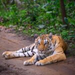 Sadha Instagram - The way she looked! 🥹 The Queen of Khursapar, Baras! 💚 Thank you for processing this one @ratishnairphotography 🙏 #sadaa #wildlife #wildlifephotography #tigers #savetigers #tigersofindia #tigersofmaharashtra #penchtigerreserve #penchnationalpark #sadaasgreenlife #sadaawildlife Pench Tiger Reserve, Maharashtra