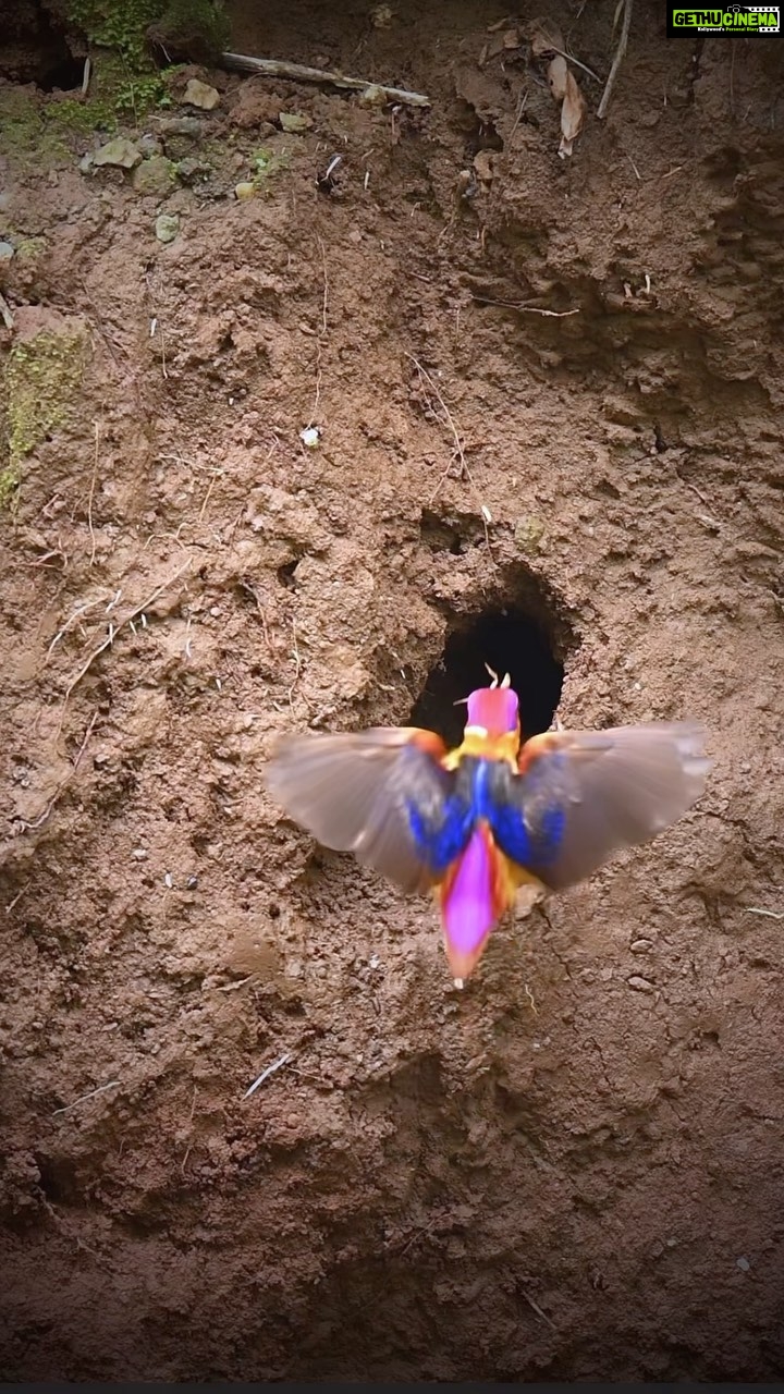 Sadha Instagram - Oriental Dwarf Kingfisher! π This smaller than palm sized bird has speed that of a bullet. Blink and you miss it in action. This time around getting the pair around their nest was a great deal for me as itβs fascinating to watch them go in and out of the nest (to feed their chicks) with that kind of speed. In literally 5 secs the game is over. In the video what you see is a slow motion. π
#odkf #jewelofkonkan #birdphotography #nesting #sadaa #sadaasgreenlife #wildlifephotography Panvel