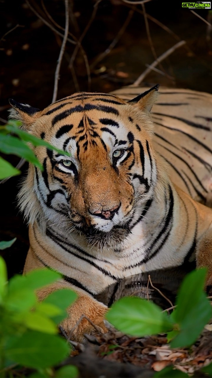 Sadha Instagram - When you are hopelessly in love with them! π« Up close with one of my most favourite & beloved tigers, the blue-eyed king CM! π On safari with @ecotrailz πβΊοΈ #tadoba #tadobanationalpark #tadobaandharitigerreserve #tigersofindia #savetigers #tigercubs #safariwithecotrailz #ecotrailz #sadaa #sadaawildlifephotography #wildlifephotography #wildlife #wildlifeconservation #tigerconservation #natgeoindia #natgeo #natgeowild #natgeotravellerindia Tadoba - Andhari Tiger Reserve