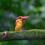 Sadha Instagram - Finally got to revisit one of the most attractive birds I have ever seen! 🌈 Though this video is from the last time, I can’t wait to edit & share what I got this time around.. 😀 P.S. I know, many will now question me about why I don’t tell these birds to go Vegan.. 😅 So let me put it here with just basics. Veganism is ONLY for humans because it’s only us who go against the law of nature, breed animals/birds artificially, cage them in dingy dark places for their entire lives and ultimately kill them. We exploit every other species for our benefits. However in the wild nature, carnivores have to work extremely hard in order to make a kill. The PREY also has an equal opportunity to ESCAPE during a hunt. Like the bird in this video, who had to make multiple trips in order to bring food for its chicks. All this in order to SURVIVE. Now please compare that with what WE do.. 🙏 #odkf #birdsofkonkan #monsoons #sadaa #wildlifephotography Panvel