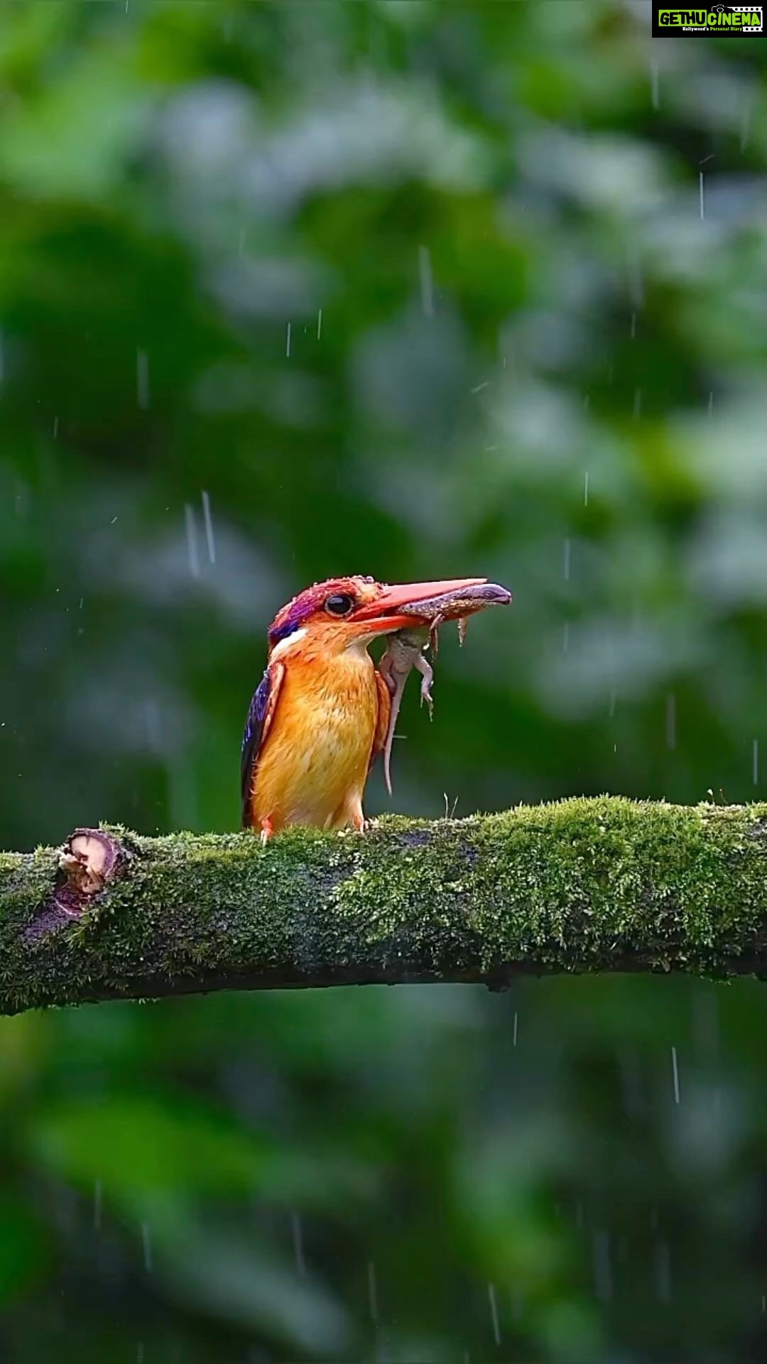 Sadha Instagram - Finally got to revisit one of the most attractive birds I have ever seen! ๐ Though this video is from the last time, I canโt wait to edit & share what I got this time around.. ๐ P.S. I know, many will now question me about why I donโt tell these birds to go Vegan.. ๐
So let me put it here with just basics. Veganism is ONLY for humans because itโs only us who go against the law of nature, breed animals/birds artificially, cage them in dingy dark places for their entire lives and ultimately kill them. We exploit every other species for our benefits. However in the wild nature, carnivores have to work extremely hard in order to make a kill. The PREY also has an equal opportunity to ESCAPE during a hunt. Like the bird in this video, who had to make multiple trips in order to bring food for its chicks. All this in order to SURVIVE. Now please compare that with what WE do.. ๐ #odkf #birdsofkonkan #monsoons #sadaa #wildlifephotography Panvel