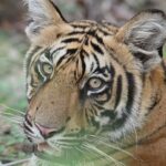 Sadha Instagram - On the occasion of International Tiger Day, that is celebrated globally on 29th July every year, here’s my heartfelt tribute to this magnificent & the most iconic species to have ever graced our Mother Earth. But sadly they are also one of the most endangered species. While 50 Years of Project Tiger is a milestone achieved in conservation of Tigers & increase in Tiger numbers is a good news that needs to be celebrated, the dwindling tiger habitat across the country is still a worrisome issue for the existence of our beloved National Animal. Let’s be aware, there can be no Tigers without a forest & no forest without Tigers.. Tigers play a pivotal role in the health and diversity of an ecosystem. Being an apex predator, the presence of tigers in the forest is an indicator of the well-being of our ecosystem. Thus, our existence & well being also directly depends on the existence of this powerful, yet vulnerable species. Ironically, the biggest threat to tigers is also us- humans. Each one of us (in a very small way), can contribute in the conservation of Tigers, simply by visiting the various Tiger Reserves & National Parks of our country. Tourism to these places provides source of income for local communities which thereby controls their involvement in any illegal activities that can be threatening to wildlife. The revenue generated from tourism also helps governments to fund conservation efforts such as anti-poaching patrols, habitat restoration, village relocations etc. This is the least we can do to protect the Pride of our Nation, our very precious ‘Tigers’! May their tribe increase! 🙏💚 #internationaltigersday #globaltigerday #worldtigerday #savetigers #tigersofindia #royalbengaltiger #tigerconservation #tadoba #pench #kanha #bandhavgarh #panna #corbett #dudhwa #satpura #pilibhit #tiger #tigers #projecttiger #savingourstripes #wildlifeconservation #habitat #bigcats #wildlifephotography #wildandfree Incredible India