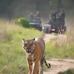 Sadha Instagram - Ohhh that slow blink!! ☺️💚 #reelsindia #reels #reelsinstagram #reelsvideo #tigers #savetigers #wildlifephotography #wildlife #uttarakhand #tigersofindia #jimcorbett #corbettnationalpark #wildlifeconservation #wildandfree #sadaa #sadaasgreenlife #tigerproject #internationaltigerday Corbett Tiger Reserve