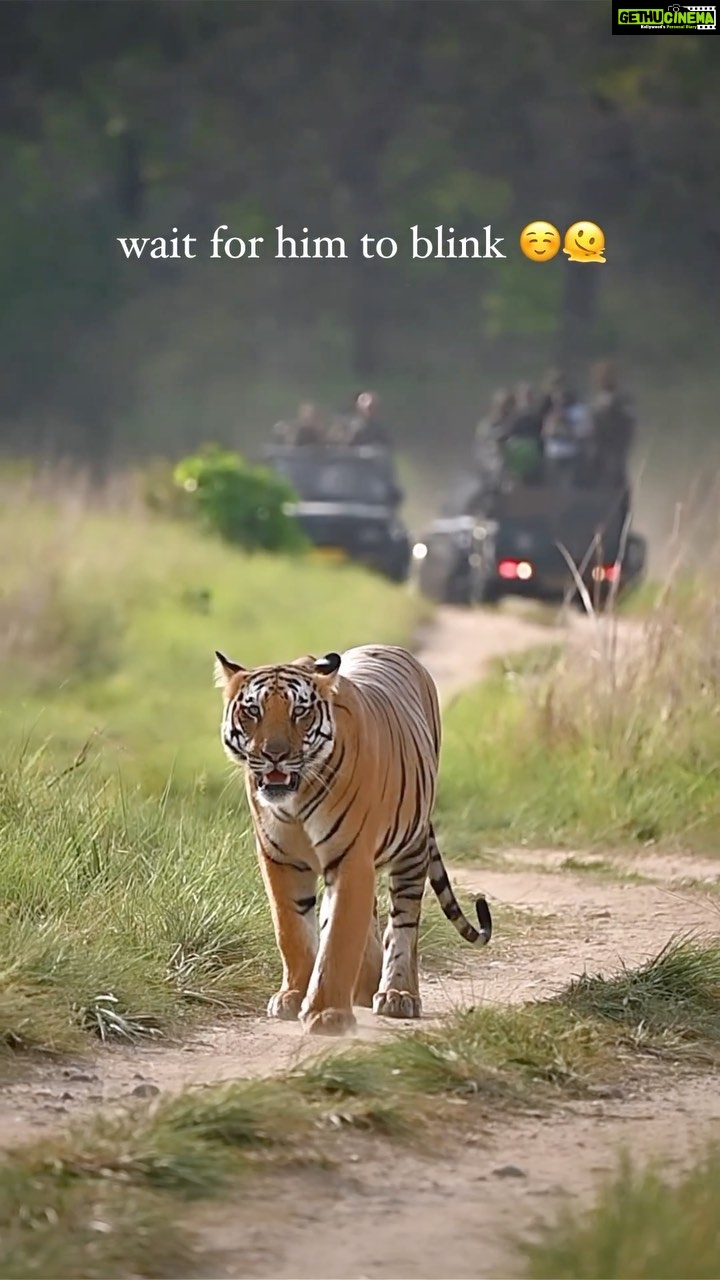 Sadha Instagram - Ohhh that slow blink!! ☺️💚 #reelsindia #reels #reelsinstagram #reelsvideo #tigers #savetigers #wildlifephotography #wildlife #uttarakhand #tigersofindia #jimcorbett #corbettnationalpark #wildlifeconservation #wildandfree #sadaa #sadaasgreenlife #tigerproject #internationaltigerday Corbett Tiger Reserve