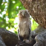 Sadha Instagram - “A wise old owl sat on an oak; The more he saw the less he spoke; The less he spoke the more he heard; Why aren’t we like that wise old bird?” In frame is a juvenile Brown Fish Owl waiting patiently for the mother.. 🦉 #birds #birdsofinstagram #birdsofprey #owls #owlsofinstagram #brownfishowl #sadaa #sadaasgreenlife #wildlifephotography #indianbirds #wildandfree