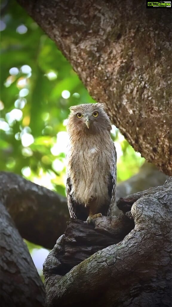 Sadha Instagram - “A wise old owl sat on an oak; The more he saw the less he spoke; The less he spoke the more he heard; Why aren’t we like that wise old bird?” In frame is a juvenile Brown Fish Owl waiting patiently for the mother.. 🦉 #birds #birdsofinstagram #birdsofprey #owls #owlsofinstagram #brownfishowl #sadaa #sadaasgreenlife #wildlifephotography #indianbirds #wildandfree