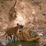 Sadha Instagram - Something sweet to beat your Monday Blues! The priceless moments of Veera & her naughty little ones. Also, do observe how Veera sits patiently letting the cubs do their thing.. Mothers!!! 🙌💚 As a cat/ kitten rescuer & foster, I have seen small cats play this way all my life. It’s overwhelming to now experience the same with big cats in the wild. Blessed & Beyond! 🥹 #tadoba #tadobanationalpark #tadobaandharitigerreserve #tigersofindia #savetigers #tigercubs #veera #veeracubs #sadaa #sadaawildlifephotography #wildlifephotography #wildlife #wildlifeconservation #tigerconservation #natgeoindia #natgeo #natgeowild #natgeotravellerindia Tadoba - Andhari Tiger Reserve
