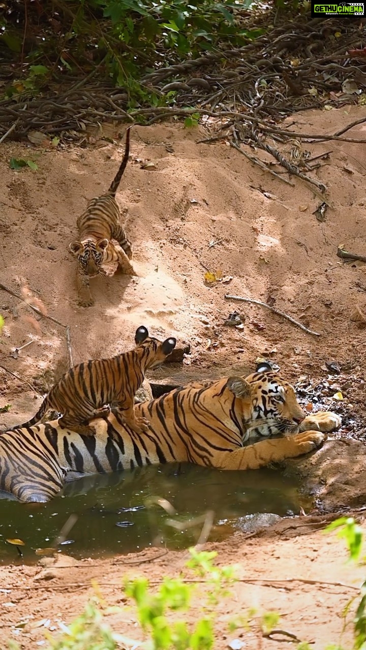Sadha Instagram - Something sweet to beat your Monday Blues! The priceless moments of Veera & her naughty little ones. Also, do observe how Veera sits patiently letting the cubs do their thing.. Mothers!!! ππ As a cat/ kitten rescuer & foster, I have seen small cats play this way all my life. Itβs overwhelming to now experience the same with big cats in the wild. Blessed & Beyond! π₯Ή #tadoba #tadobanationalpark #tadobaandharitigerreserve #tigersofindia #savetigers #tigercubs #veera #veeracubs #sadaa #sadaawildlifephotography #wildlifephotography #wildlife #wildlifeconservation #tigerconservation #natgeoindia #natgeo #natgeowild #natgeotravellerindia Tadoba - Andhari Tiger Reserve