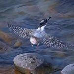 Sadha Instagram - Crested Kingfisher on the rocks of Ramganga river! I know it’s definitely not the best angle to shoot birds.. but this one is for the sake of this music.. 😀 #crestedkingfisher #corbett #birdsofinstagram #wildlifephotography #sadaa #sadaasgreenlife #reelsinstagram #reels #reelsindia Dhikala, Corbett National Park